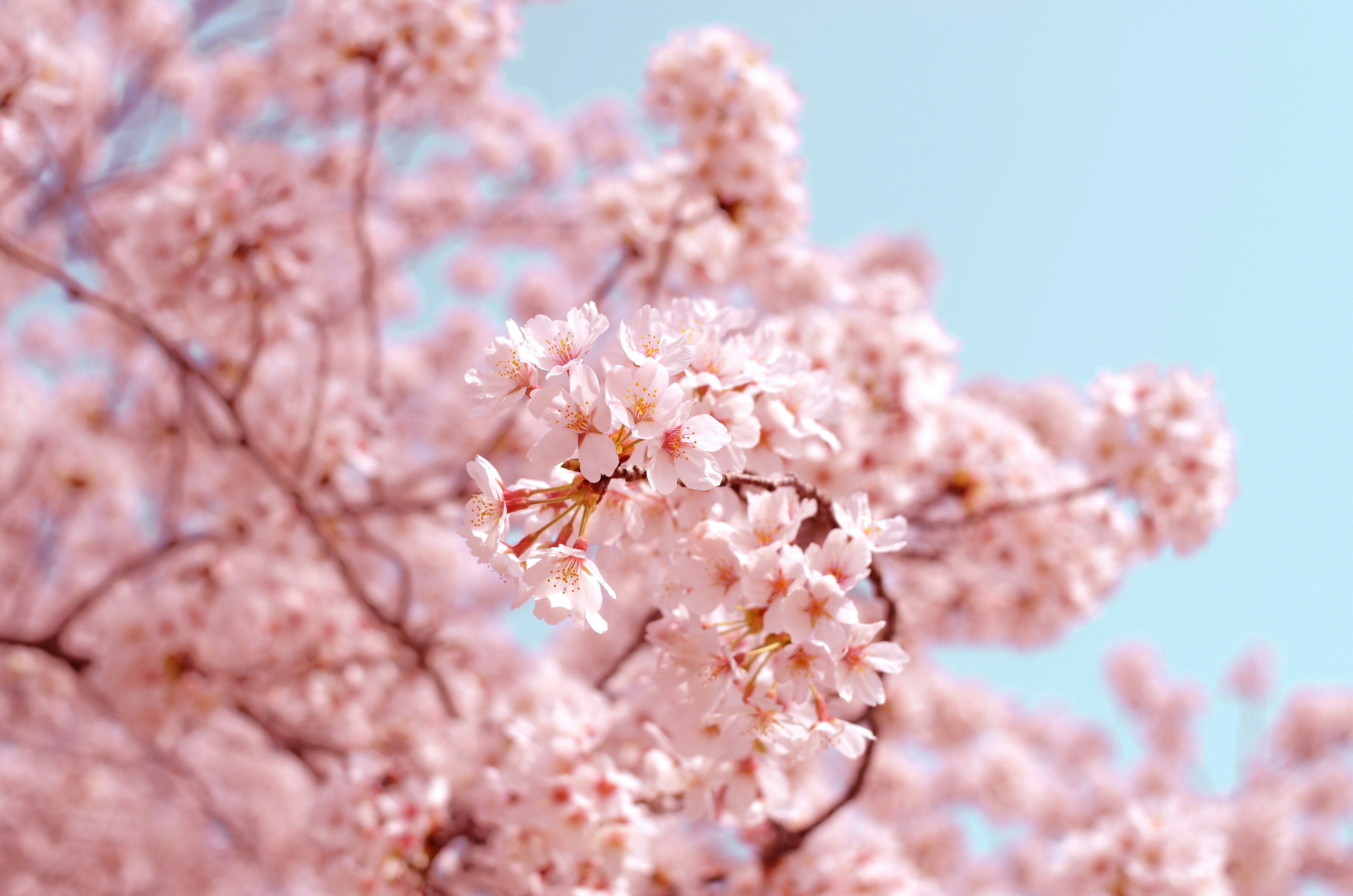 東京で見逃せない桜スポット13選|昼も夜も楽しめる花見名所ガイド