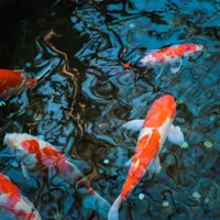 【2026年こどもの日】柏餅・ちまきを食べる由来まとめ｜こいのぼりを飾る時期と片付けのタイミング