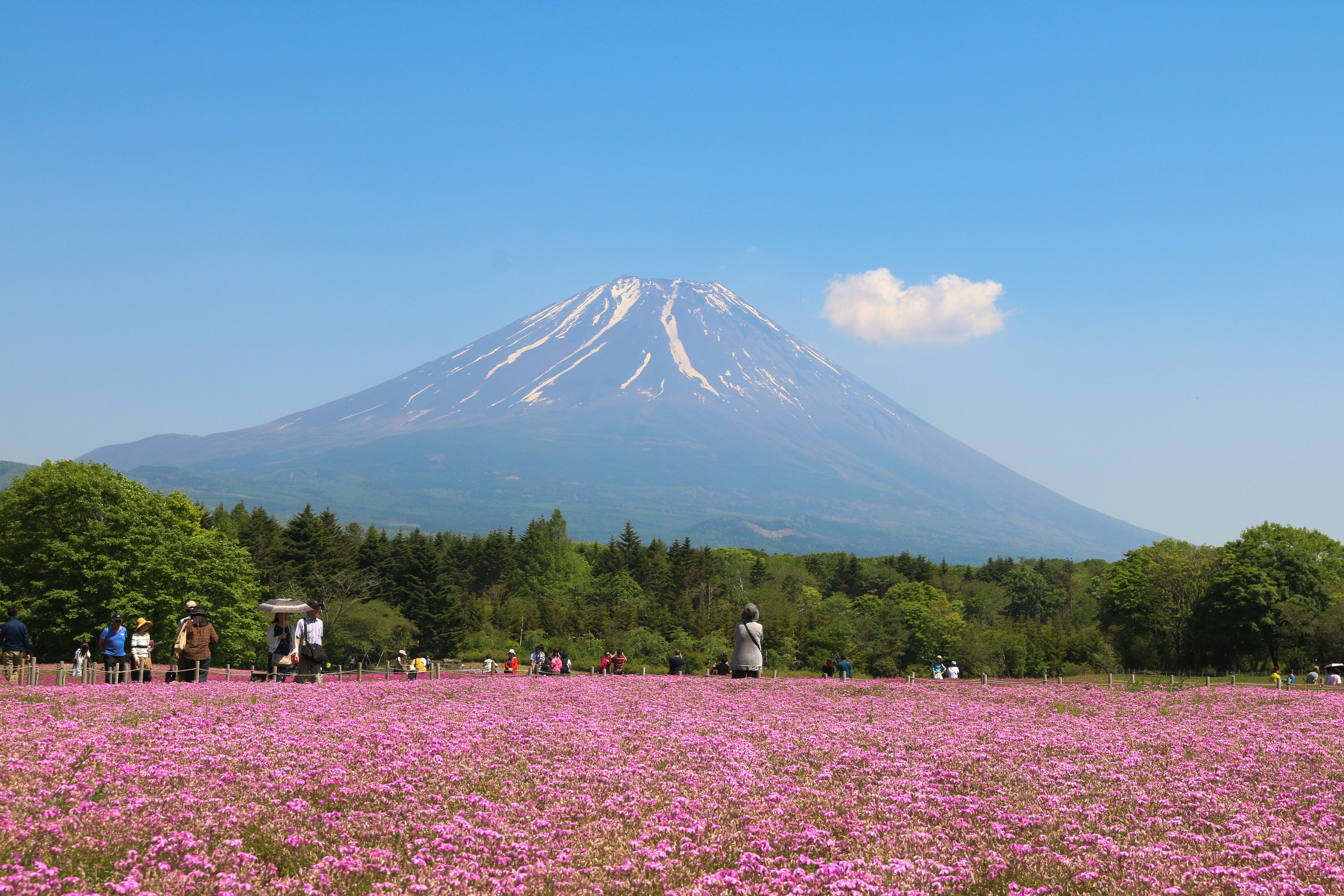 【2025年版】関東の桜名所を歩こう!お花見登山&ハイキングスポット10選
