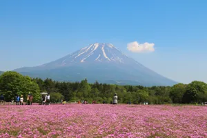 【2025年版】関東の桜名所を歩こう！お花見登山＆ハイキングスポット10選