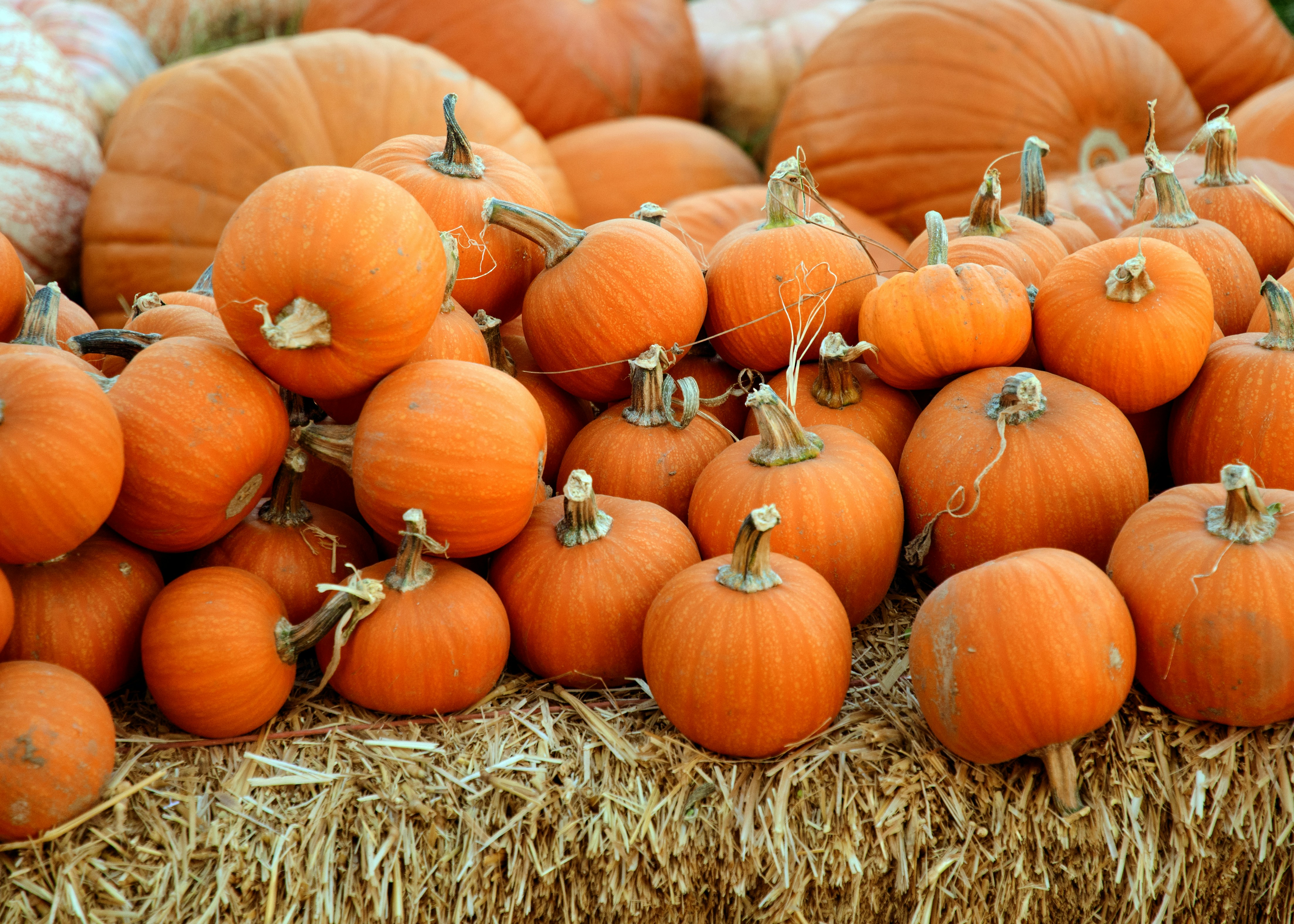 渋谷ハロウィン2025はどうなる？ 起源・ルール・文化の変化を徹底解説