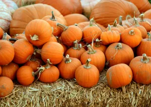 渋谷ハロウィン2025はどうなる? 起源・ルール・文化の変化を徹底解説