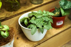 カフェを彩る観葉植物:その秘密と効果に迫る