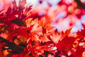 日本の秋を彩る紅葉の名木たち：その魅力と楽しみ方