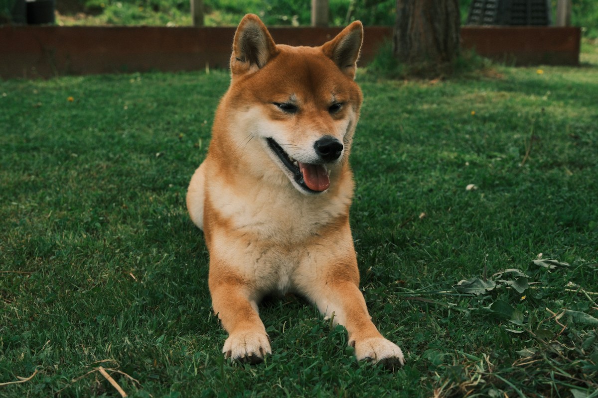 豆柴カフェの「豆柴」は、柴犬と何が違う？｜犬種と認めるかどうかは、血統書を出す団体で分かれる