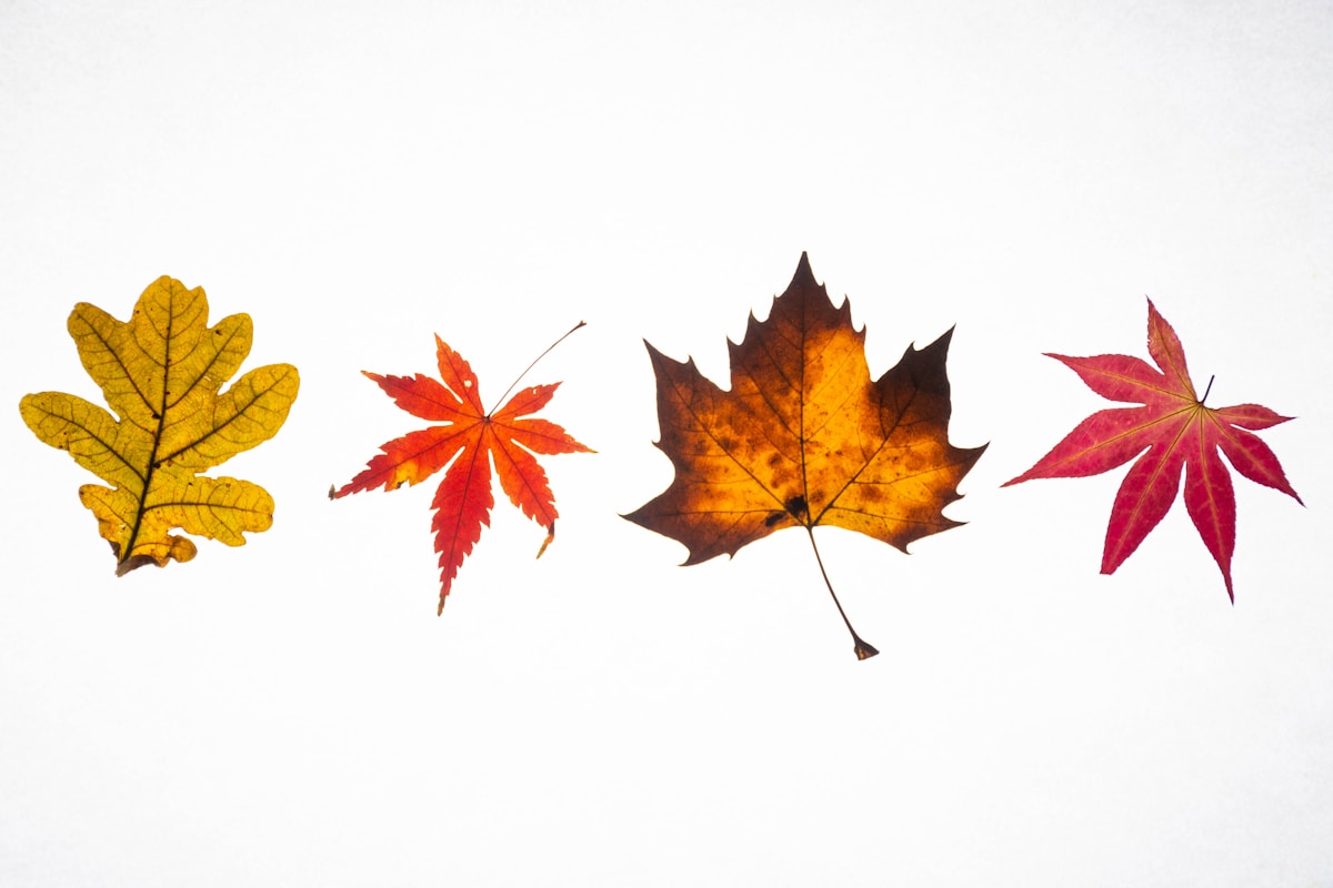 紅葉はなぜ赤くなる？｜黄色は「引き算」、赤は糖から新しく作る「足し算」