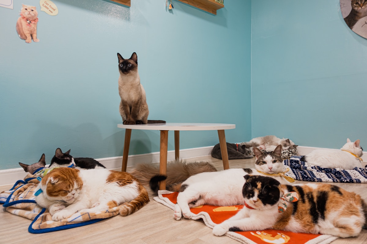 【2026年版】東京の猫カフェ完全ガイド10選｜保護猫カフェとチェーン店の違いを料金・営業時間つきで