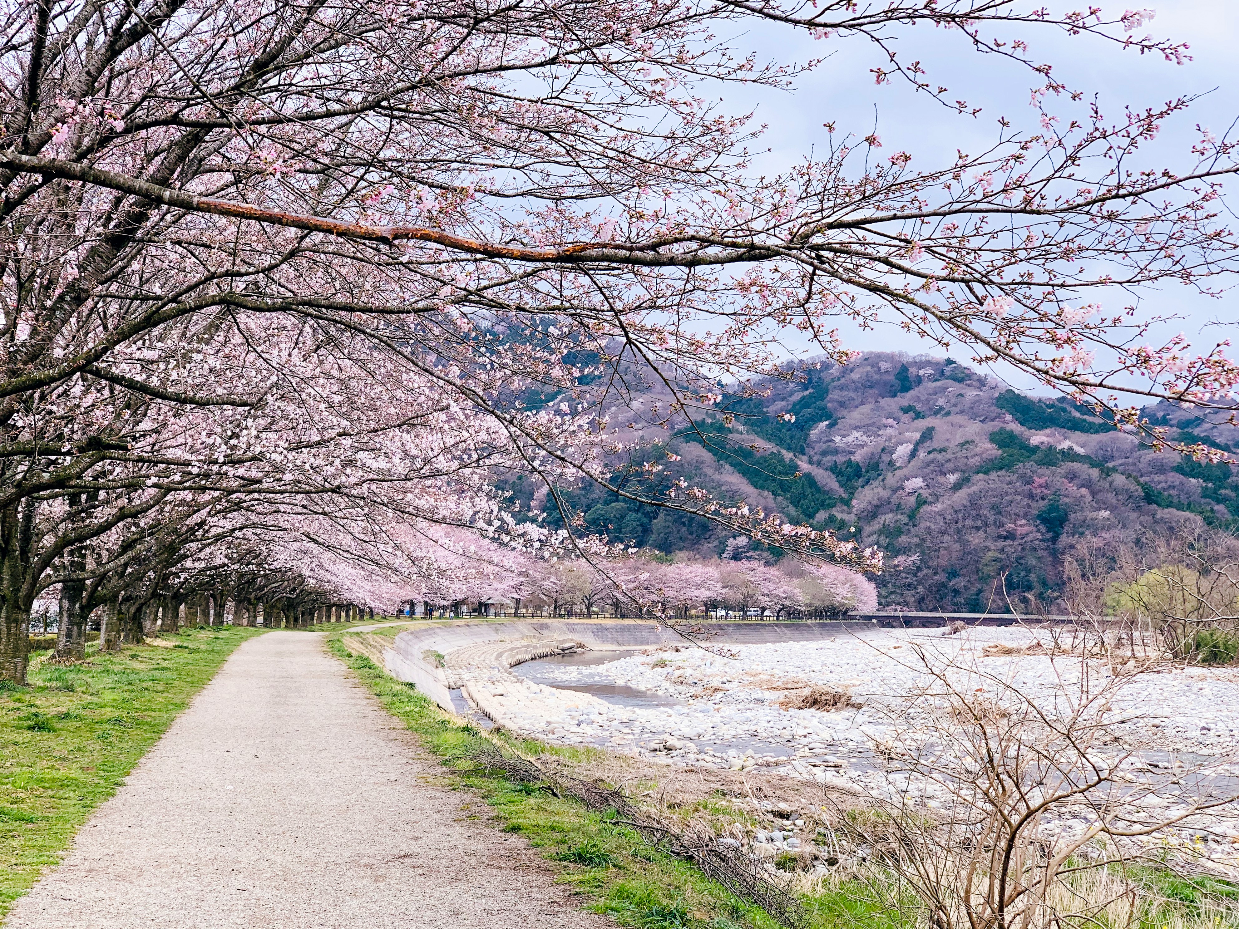 横浜で春を満喫!おすすめの花見スポット15選【2025年版】