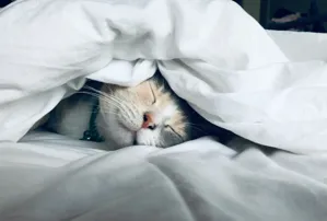眠りがカギ!カフェで集中力を高めるための睡眠法