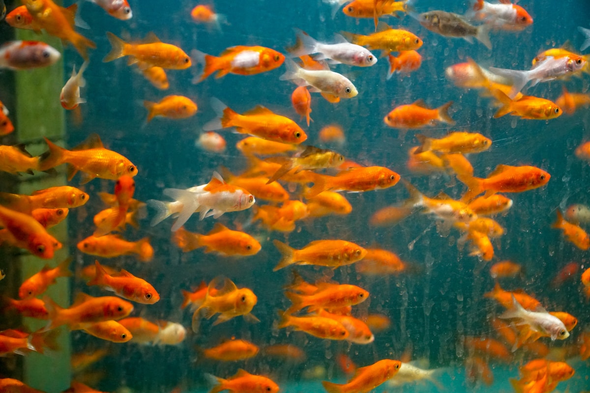 金魚・熱帯魚と過ごすアクアリウムカフェ、東京・大阪・京都の店を訪ねる