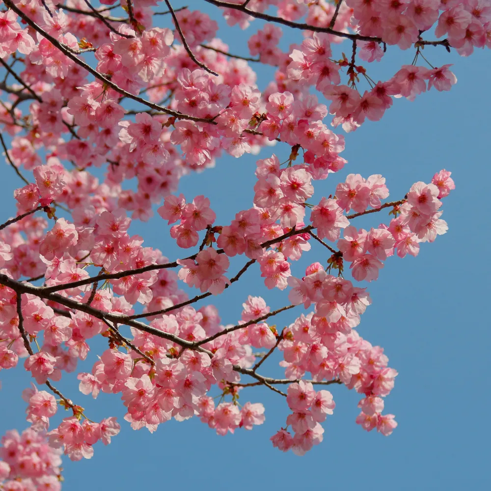 桜・梅・桃・杏の違いって？春の花の見分け方＆開花時期まとめ