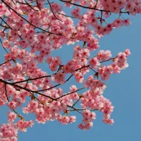 夕顔 杏の花 梅の花 など絵の掛け軸6点まとめ売り 夕顔 杏の花 梅の花 など絵の掛け軸6点まとめ売り