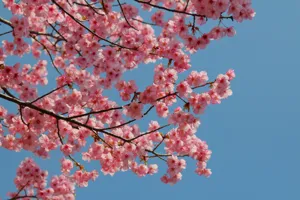 桜・梅・桃・杏の違いって？春の花の見分け方＆開花時期まとめ