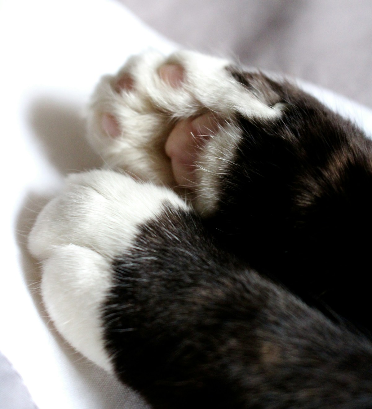 東京の動物カフェ完全比較｜カワウソ・カピバラ・フクロウ・猫、料金相場とふれあいルールの違い
