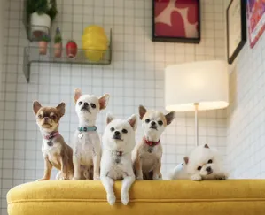 【愛犬と旅する全ての方必見】宮城・日本三景松島に初の“愛犬家専用”1日1組限定の一棟貸し宿「LEMO by matsushima」がNEW OPEN！