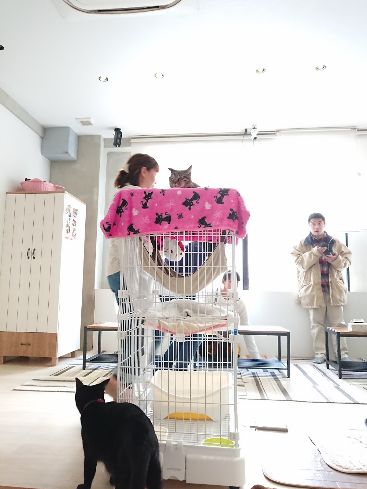猫カフェ かごにゃんの画像