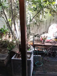 Cafe Vogue Rubyの画像