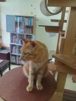 ねこまんまアクアの画像