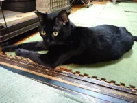 保護猫たちの部屋【ネコノミカタ】の画像