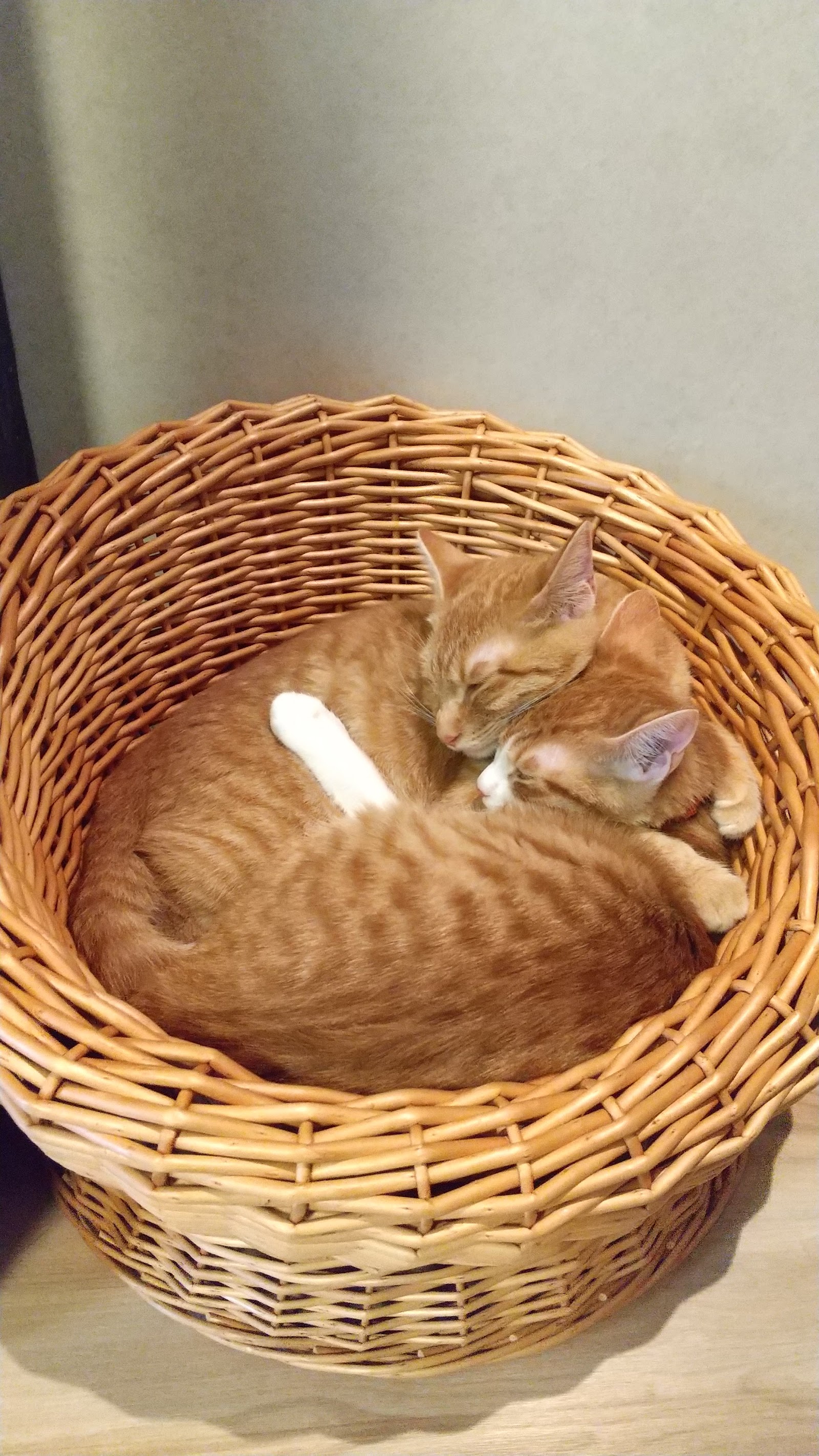 ねこほーむ きゃりこ公園口の画像